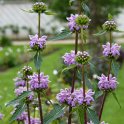 Phlomis tuberosa fleur
